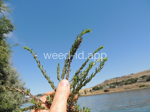 loosestrife, hyssop
